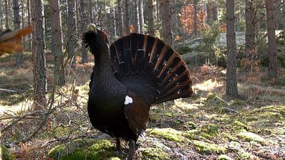 Småland - Schwedens wilder Süden