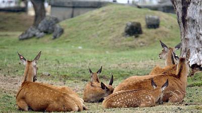Stadt Land Kunst: Karol Szymanowskis Polen / Neuseeland / Toulouse