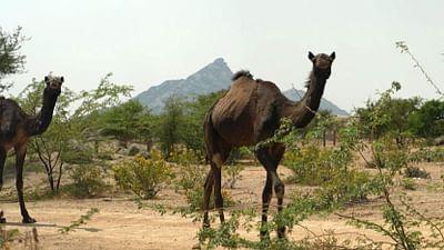 Stadt Land Kunst: Burgund / Rajasthan/ Alpen