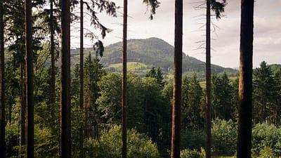 Stadt Land Kunst: Polen / Madagaskar / Berlin