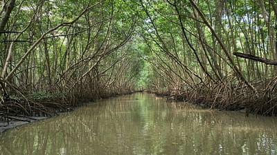 Stadt Land Kunst: Chad Taylors Neuseeland / Martinique / Arras