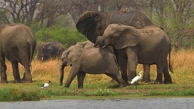 Stadt Land Kunst: Botsuana