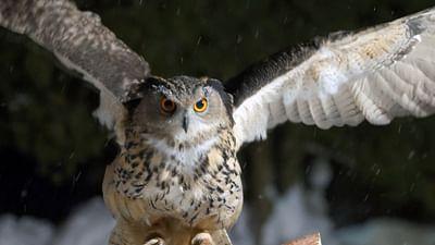 Stadt Land Kunst: Edmond Baudoins Côte d'Azur / Mexiko / Kanada