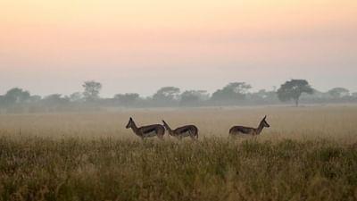 Stadt Land Kunst: Norman Rushs Botsuana / Madrid / Slowenien