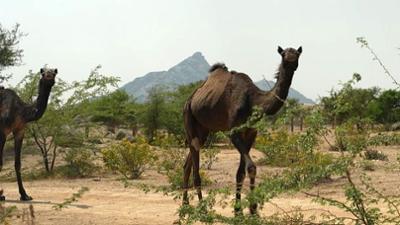 Stadt Land Kunst: Burgund / Rajasthan/ Alpen