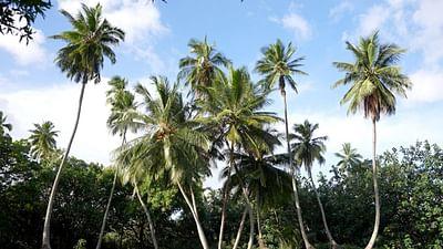 Stadt Land Kunst: Robert Louis Stevensons Marquesas-Inseln / Feuerland / Italien