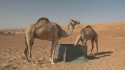 Stadt Land Kunst: Oman