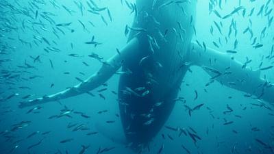 Stelldichein der Lodden vor Neufundland