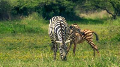 Streifen durch die Wildnis: Die große Zebrawanderung
