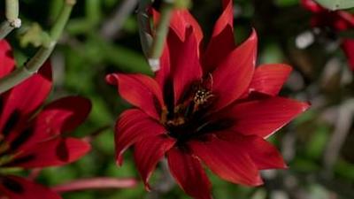 Südafrikas wilde Westküste