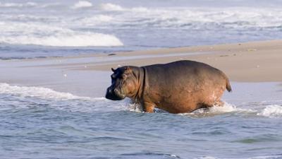 Surfing Hippos: Der Strand der Dschungeltiere