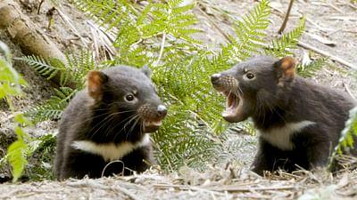 Tasmanien - Ein Jahr mit den wilden Teufeln