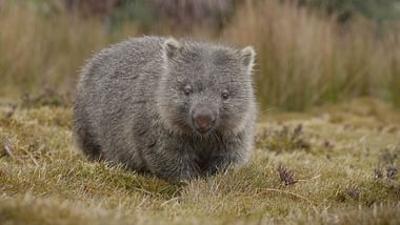Tasmaniens wundersame Tierwelt: Die Heimat der Wombats