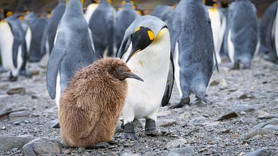 Tiere im Sturm: Gefiederte Überlebenskämpfer