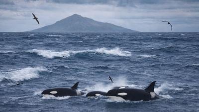 Tiere im Sturm: Gefürchtete Meeresräuber