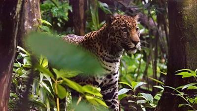 Tierisch aufgeforstet: Im Herzen des Regenwaldes