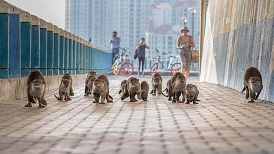 Tierisch urban: Pendler