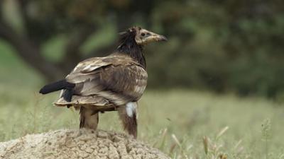 Tierische Doktoren: Wie Tiere sich selbst heilen