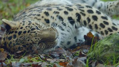 Tierische Doktoren: Wie Tiere den Rausch suchen