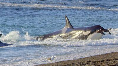 Tierische Freibeuter der Meere