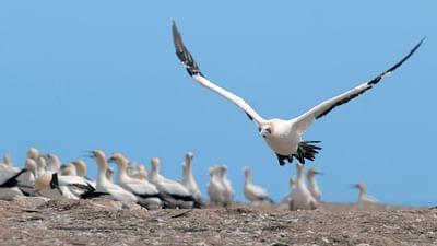 Tierische Freibeuter der Meere: Beutezüge hinter feindlichen Linien