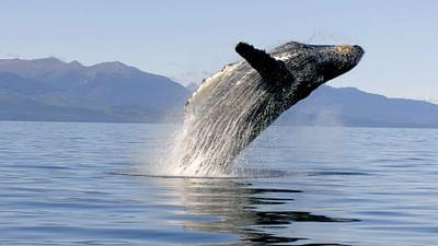 Tierische Freibeuter der Meere: Gemeinsam sind sie stark Tierische Freibeuter der Meere: Gemeinsam sind sie stark