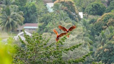 Unbekanntes Belize: Die Natur als Verbündete