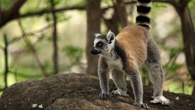 Unbekanntes Madagaskar: Im Reich der Kattas