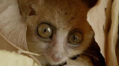 Unbekanntes Madagaskar: Im Dschungel der Lemuren
