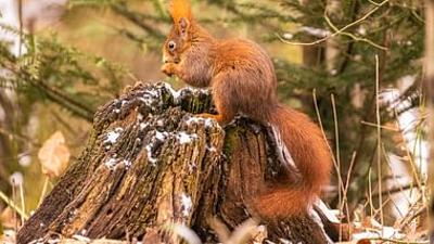 Unsere Wälder: Netzwerk der Tiere