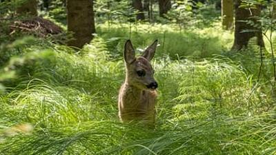 Unsere Wälder: Zurück in die Zukunft