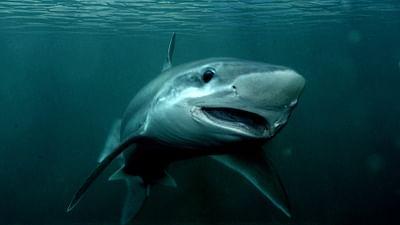 Verschwinden die Haie aus den Meeren?: 42 - Die Antwort auf fast alles