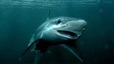 Verschwinden die Haie aus den Meeren?: 42 - Die Antwort auf fast alles