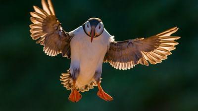 Vögel: Gefiederte Himmelsstürmer