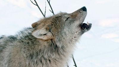 Was Tiere fühlen: Die Hellhörigen