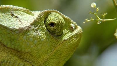 Was Tiere fühlen: Alles im Blick