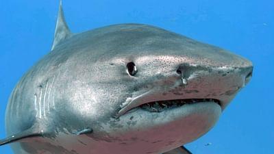 Was Tiere fühlen: Feine Antennen