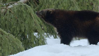 Was Tiere fühlen: Wilde Aromen