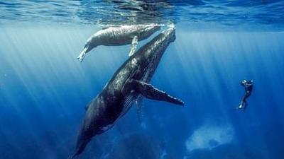 Wenn Wale uns den Weg weisen