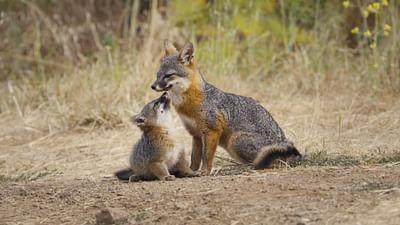 Wie der Graufuchs seine Insel rettete