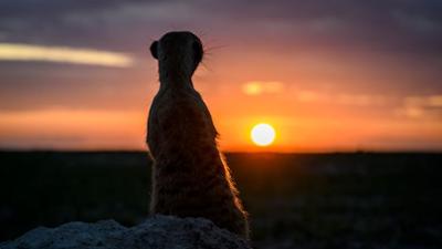Wilde Dynastien: Erdmännchen