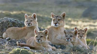 Wilde Dynastien: Pumas