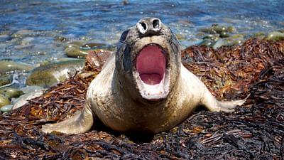 Wilde Inseln: Falklandinseln Wilde Inseln: Falklandinseln