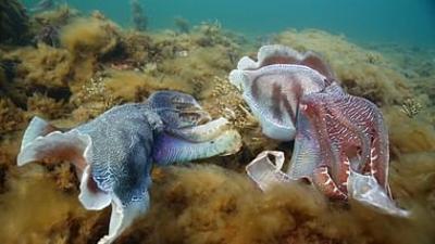 Wilde Liebe - Diversität in der Natur