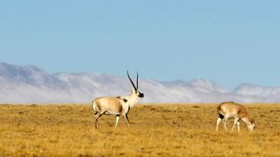 Wilde Tierreiche: Die Odyssee der tibetischen Antilopen