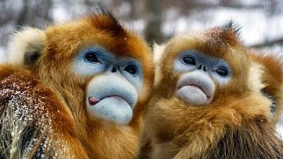 Wilde Tierreiche: Die Goldstumpfnasen von Hubei