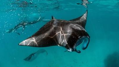 Wilde Trauminseln: Die Malediven