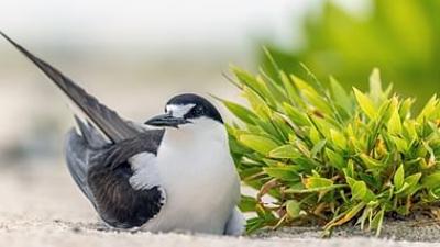 Wilde Trauminseln: Die Seychellen