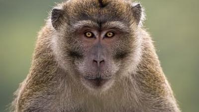 Wilde Trauminseln: Mauritius und La Réunion