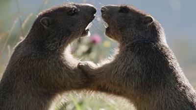 Wilder Frühling - Tierische Liebe zwischen Oberrhein und Zugspitze